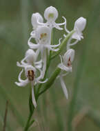 Image of Common rein orchid