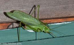 Image of Northern Bush Katydid