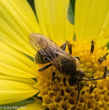 Image of Sunflower Andrena