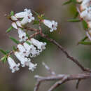 Plancia ëd Leucopogon fletcheri subsp. fletcheri