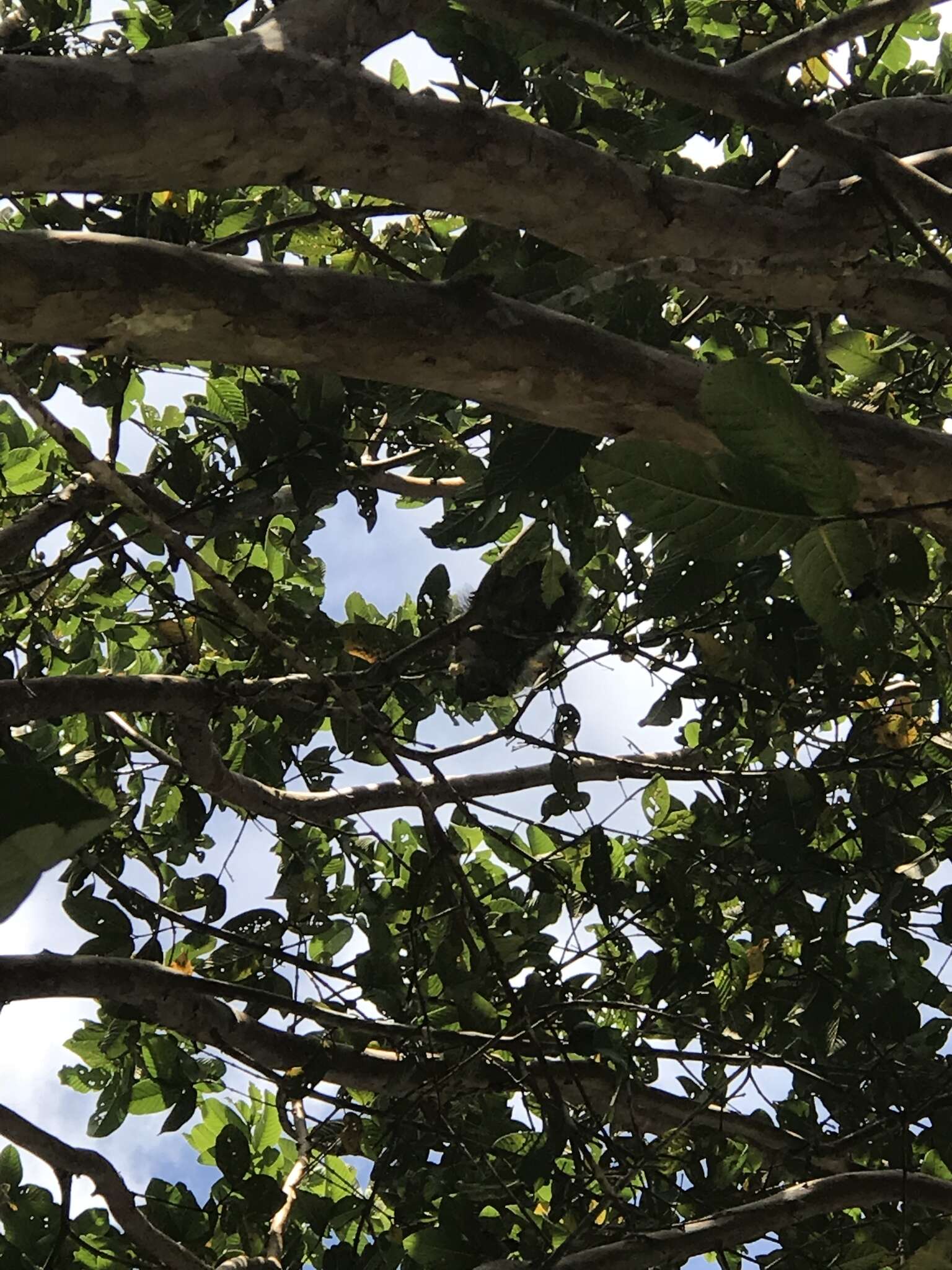 Image of Yucatan Squirrel