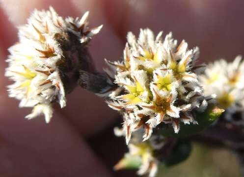 Image of Phylica callosa L. fil.