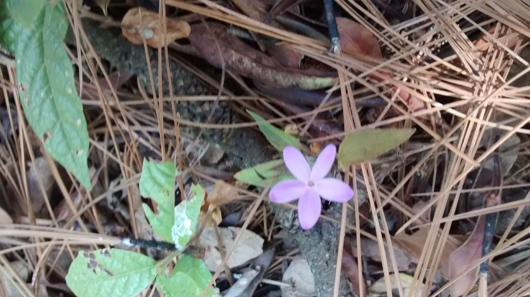 Image de Pseuderanthemum praecox (Benth.) Leonard