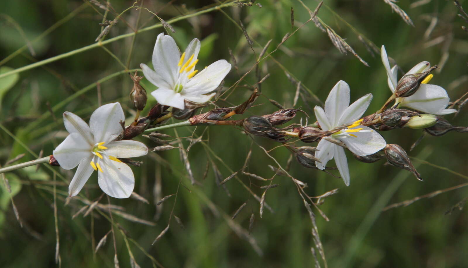 Plancia ëd Chlorophytum fasciculatum (Baker) Kativu