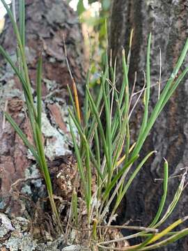 Microepidendrum subulatifolium (A. Rich. & Galeotti) W. E. Higgins的圖片