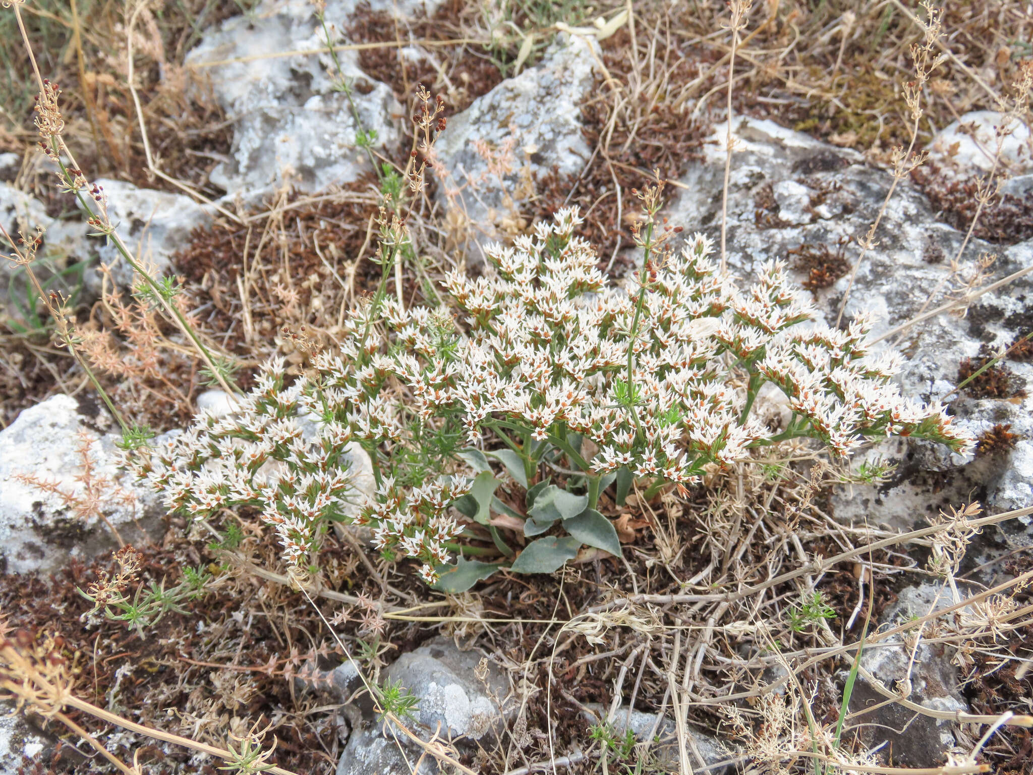 Image of Goniolimon italicum F. Tammaro, S. Pignatti & G. Frizzi