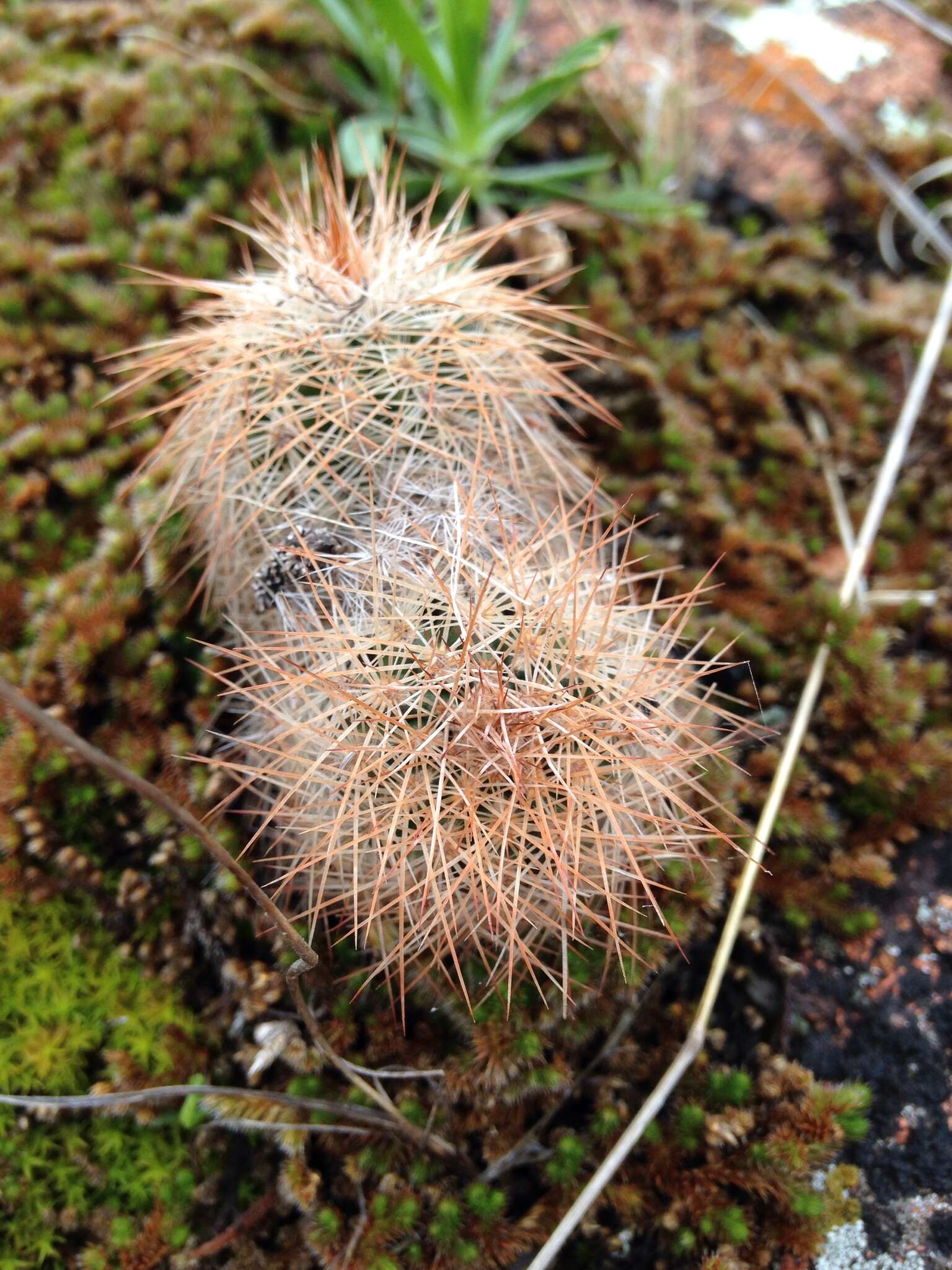 Image of Echinocereus reichenbachii var. baileyi (Rose) N. P. Taylor