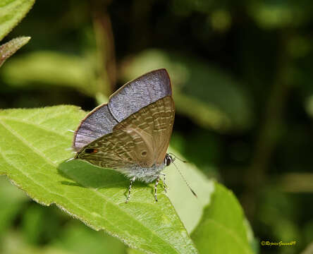 Imagem de Anthene lycaenina (Felder 1868)