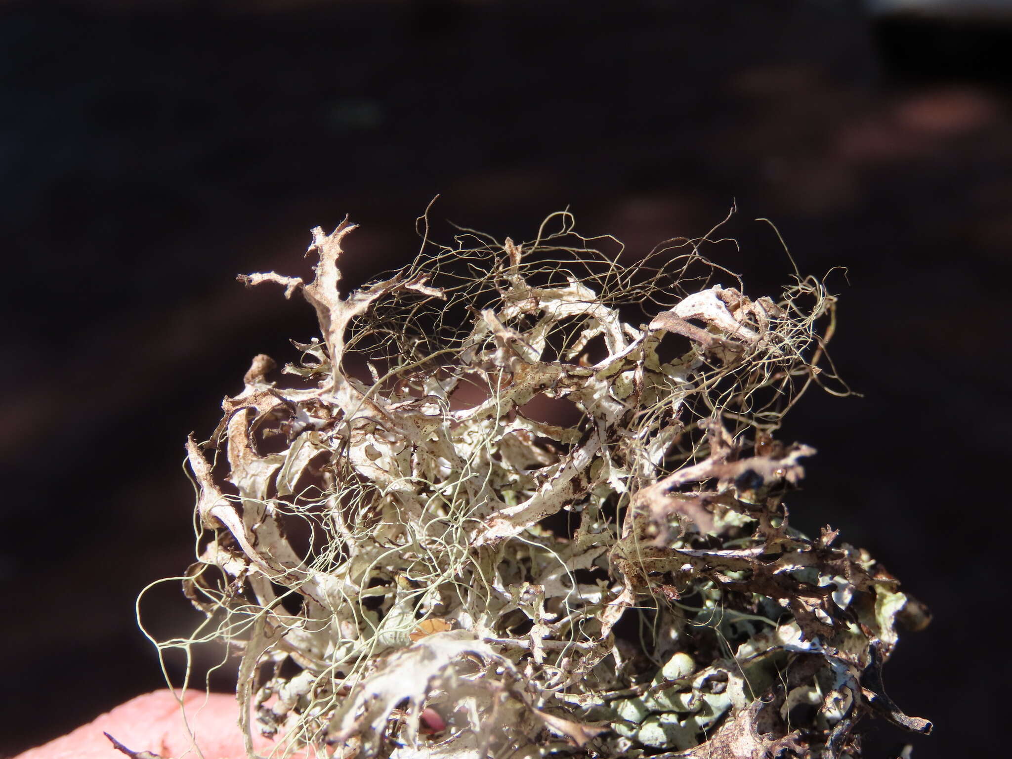 Image of ragged lichen