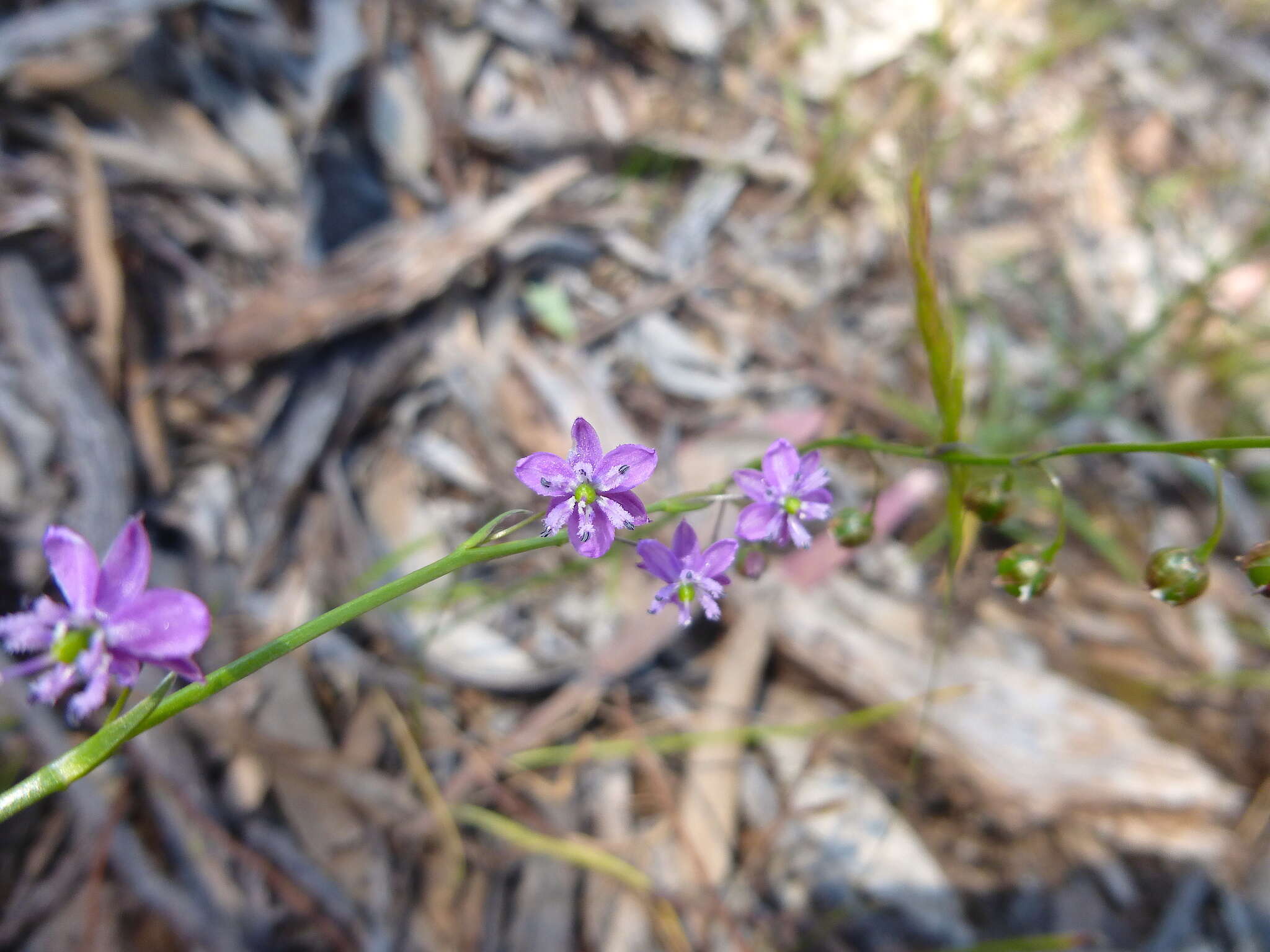 Image of Arthropodium minus R. Br.