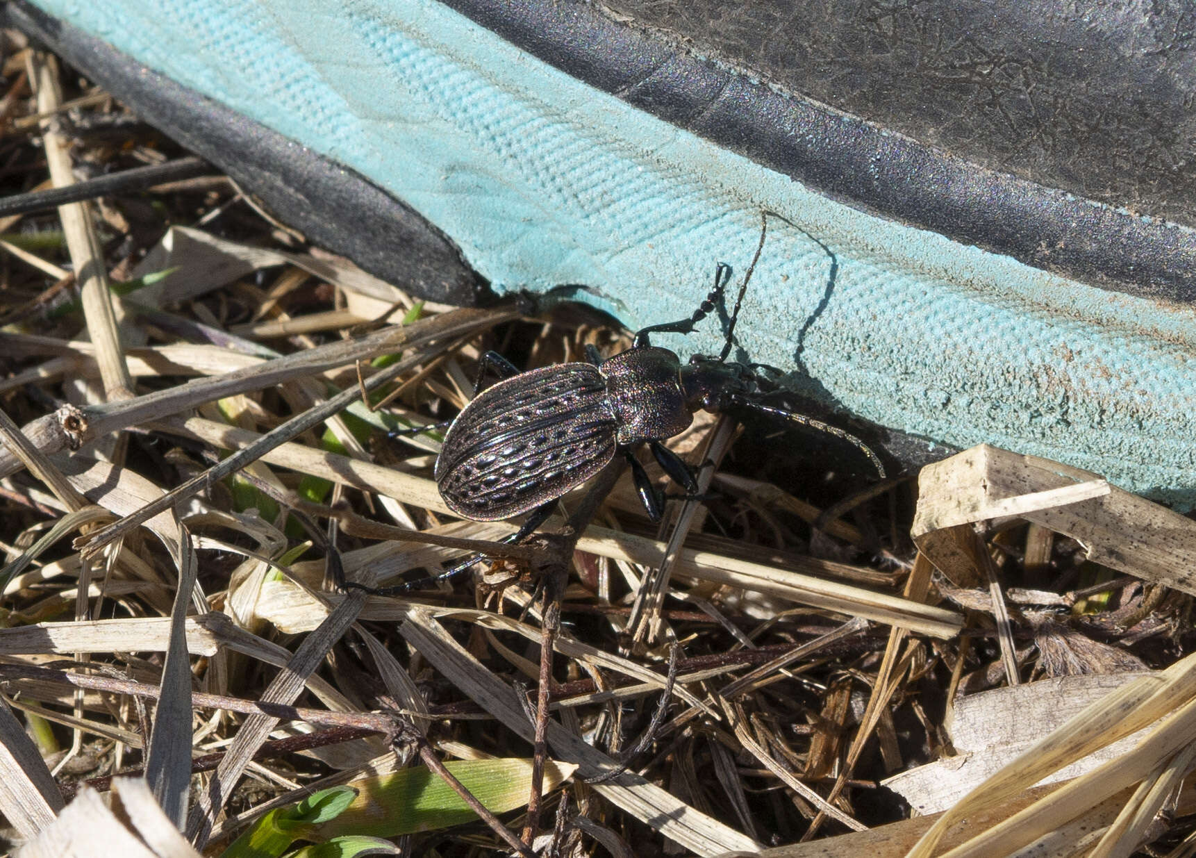 Imagem de Carabus (Homoeocarabus) maeander Fischer von Waldheim 1820