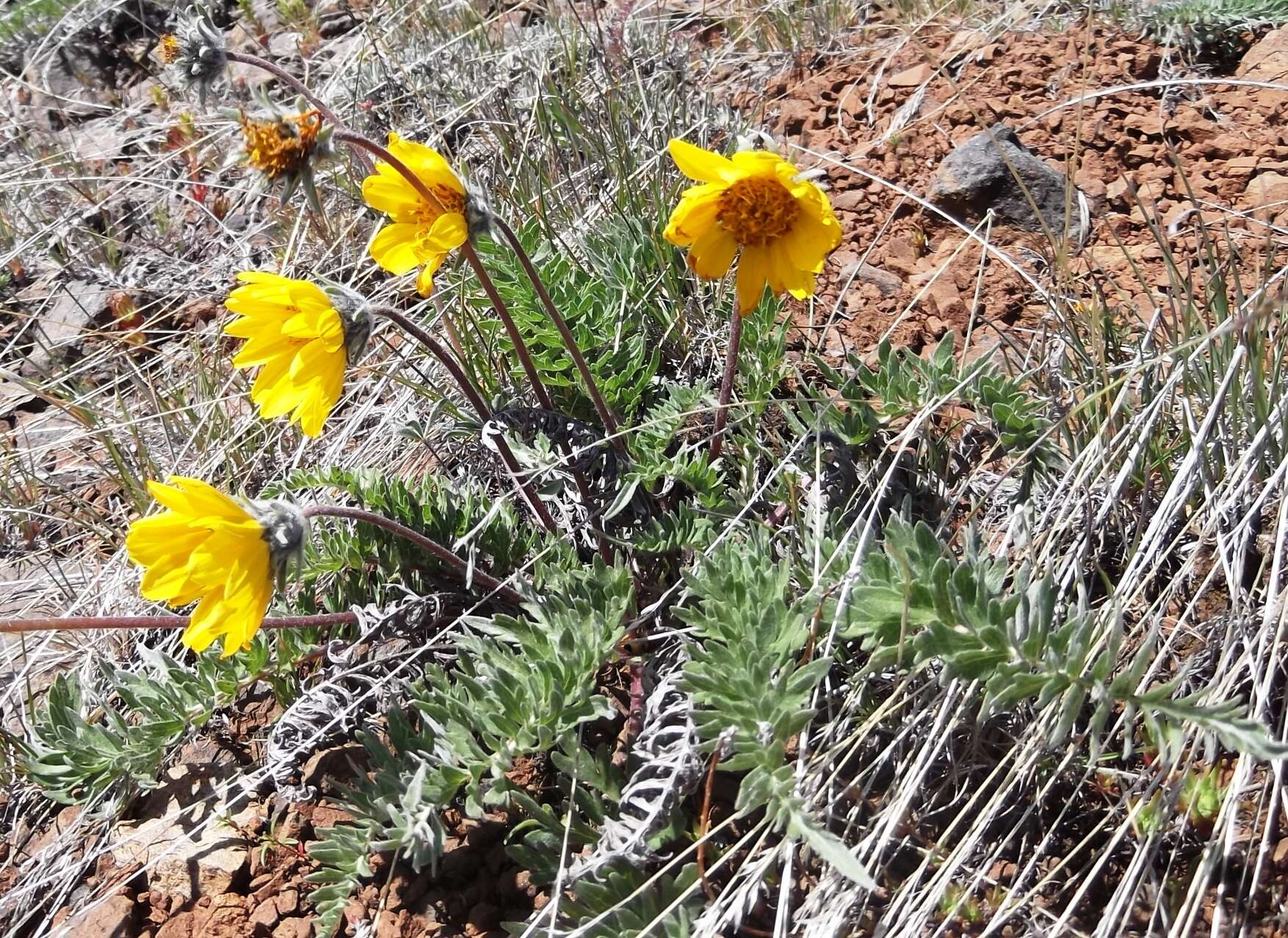 Image of Hooker's balsamroot