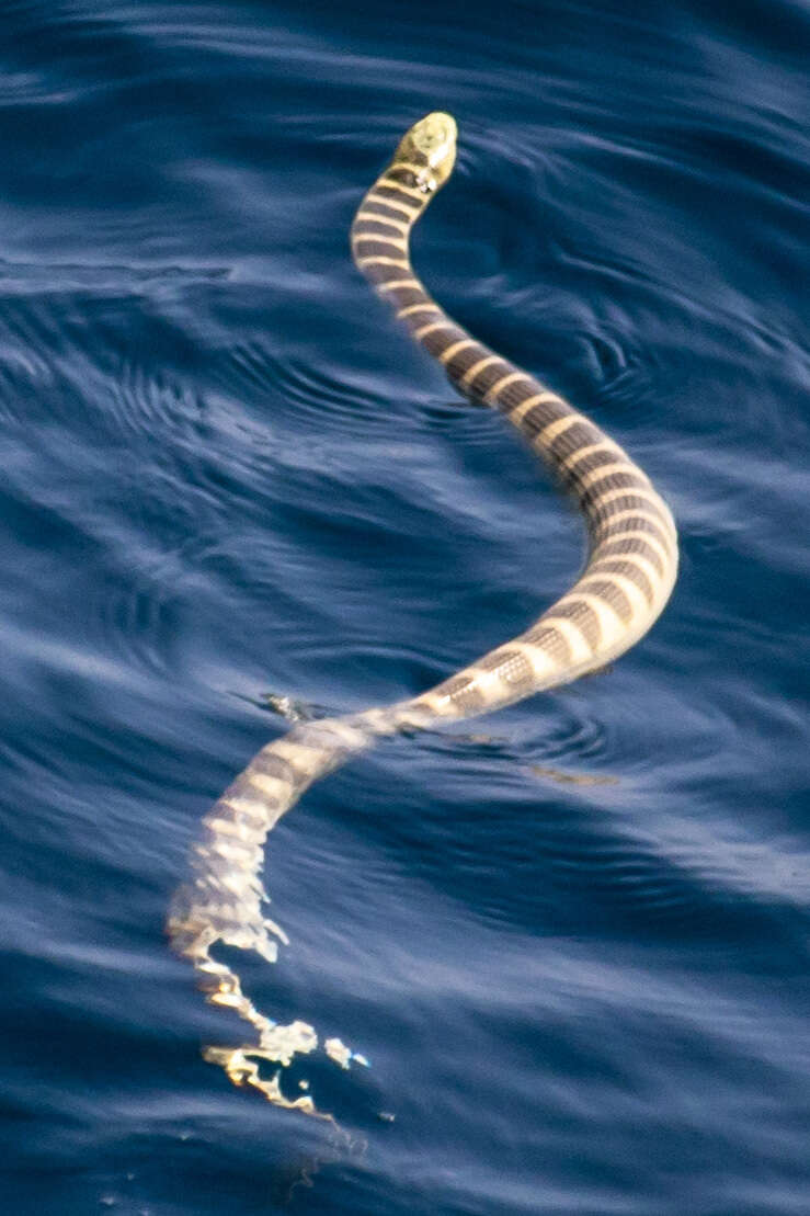 Image of Ornate Reef Sea Snake