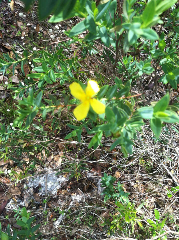 Imagem de Hypericum edisonianum (Small) P. Adams & N. Robson