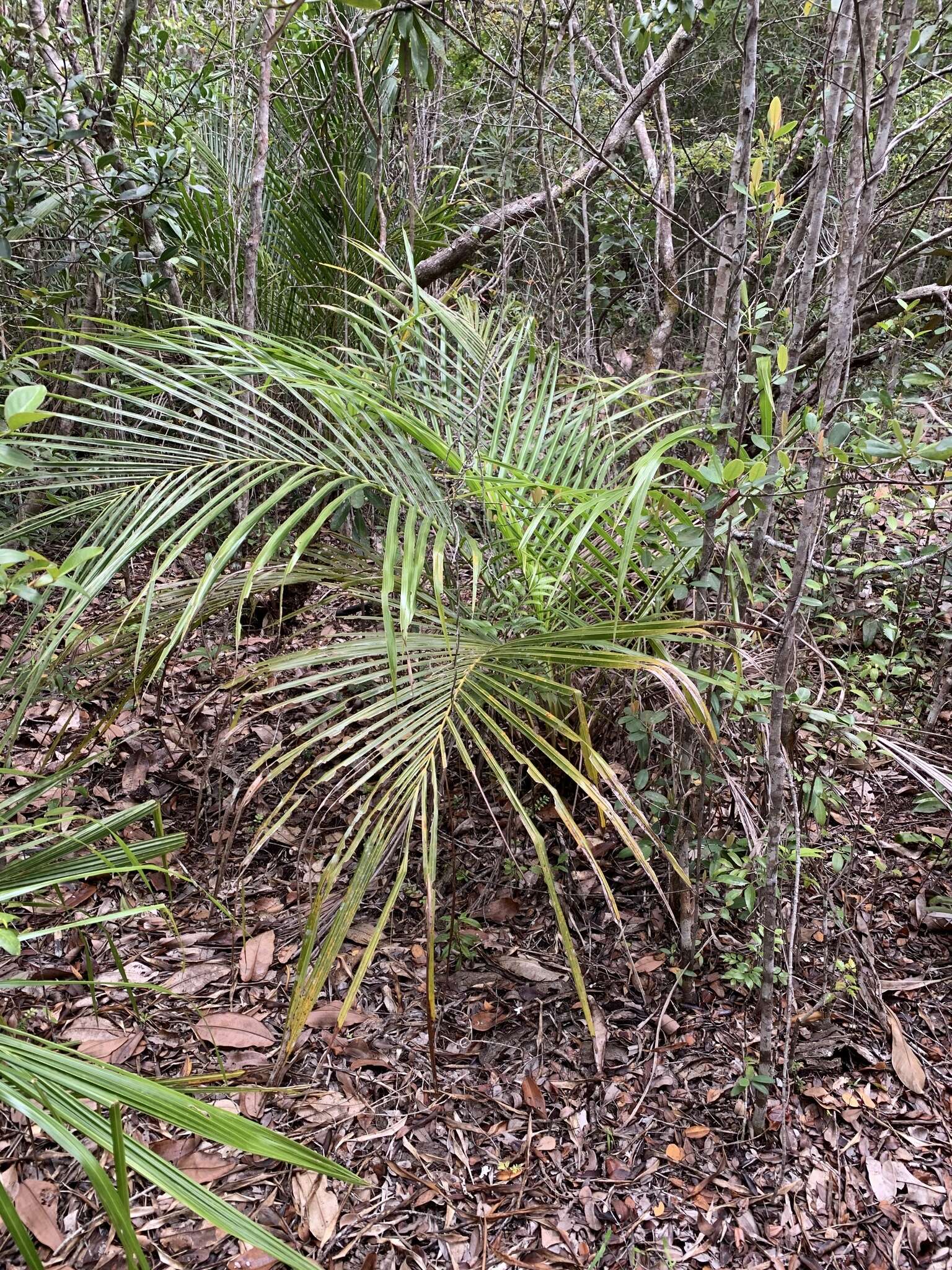 Beccariophoenix madagascariensis Jum. & H. Perrier resmi