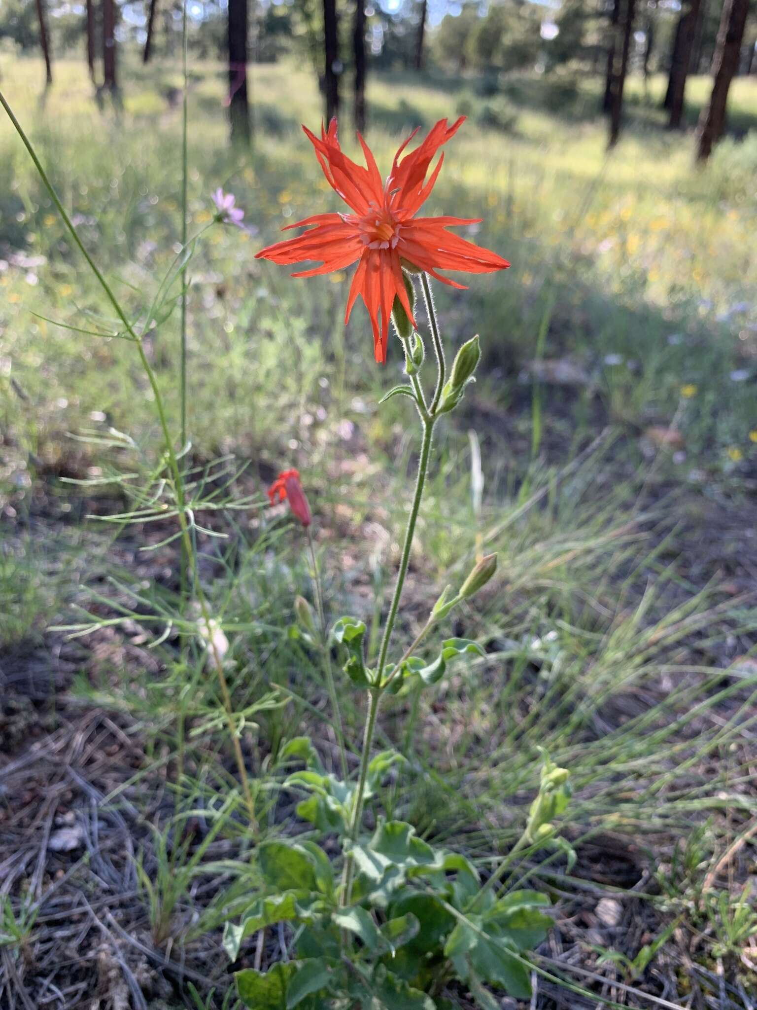 Image de Silene laciniata subsp. greggii (Gray) C. L. Hitchc. & Maguire