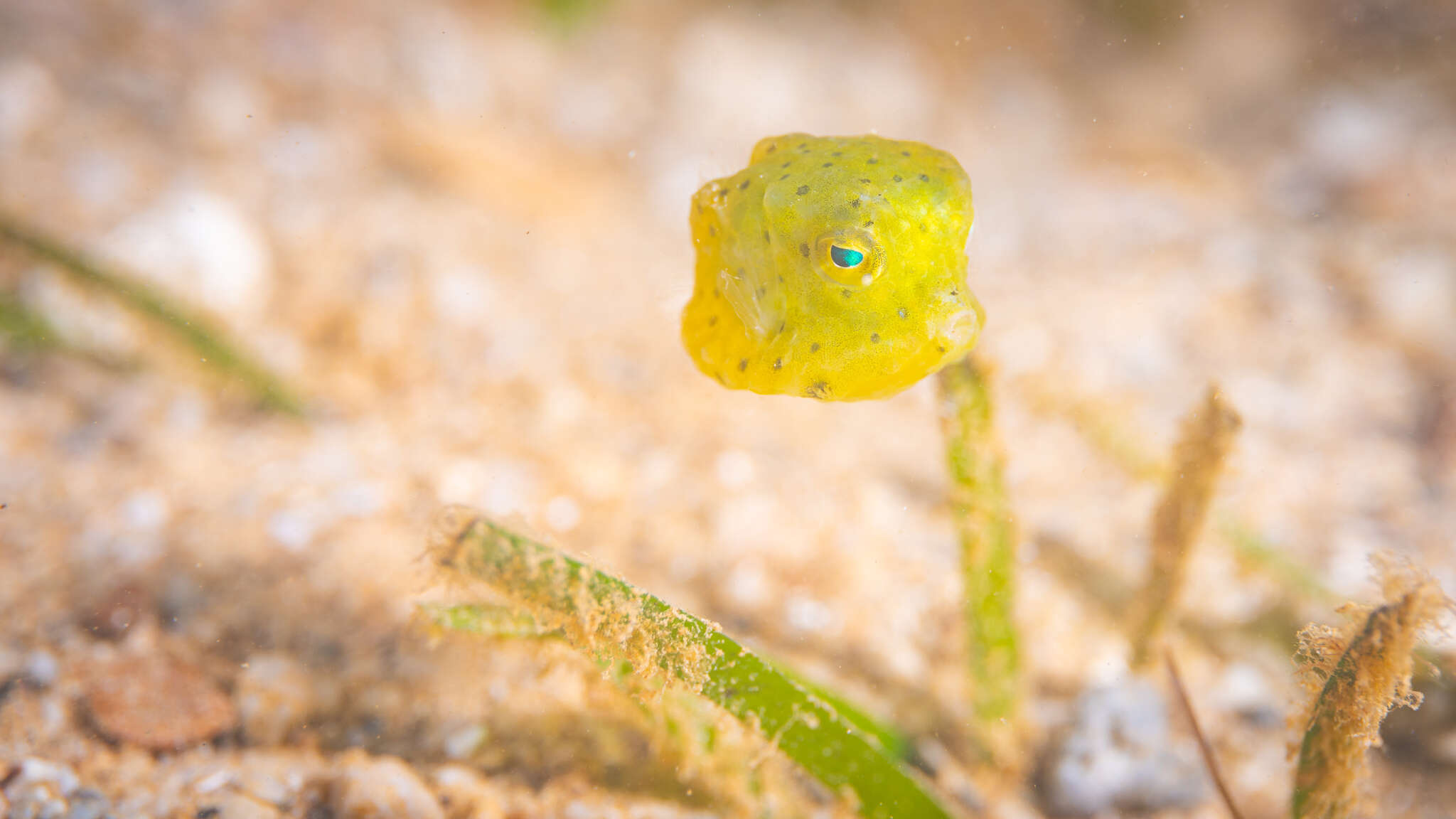 صورة Lactoria diaphana (Bloch & Schneider 1801)