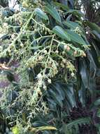 Image of Canary Islands Strawberry-tree