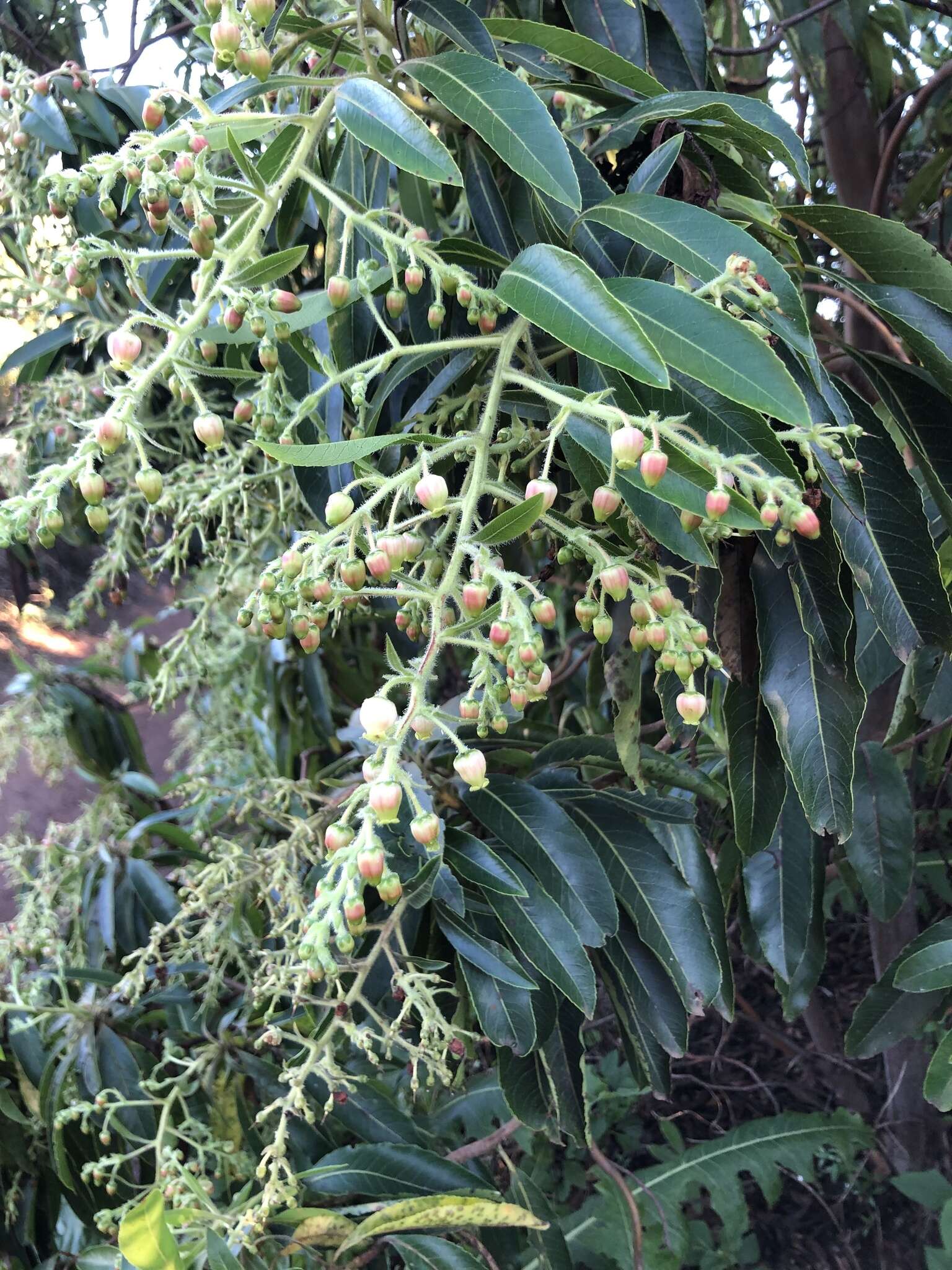 Imagem de Arbutus canariensis Duham.