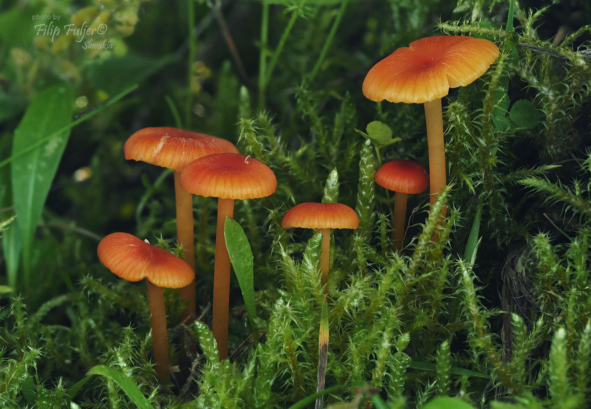 Image of Hygrocybe subpapillata Kühner 1979