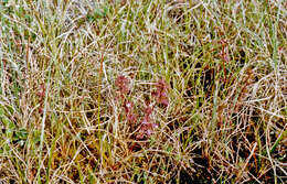 Image of Pennell's lousewort