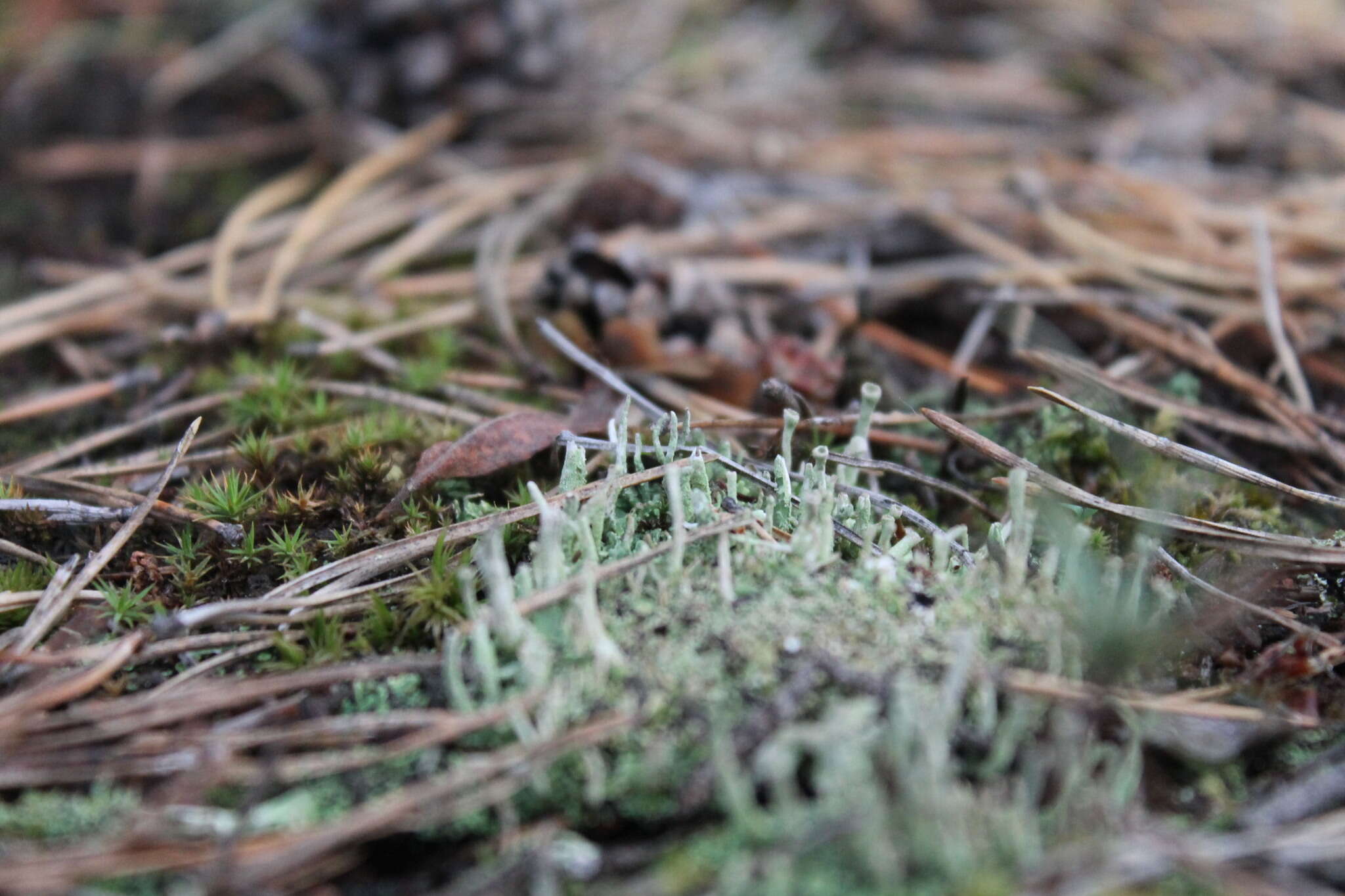 Image of cup lichen