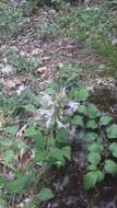 Image of Salvia tomentosa Mill.