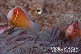 Image of Pink anemonefish