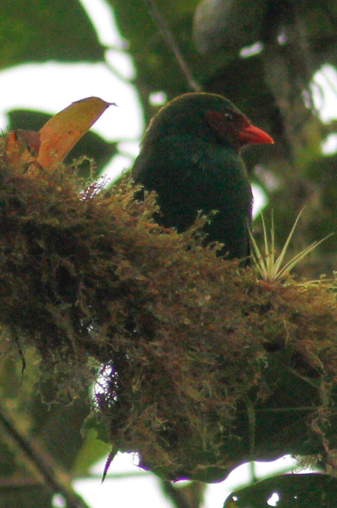 Chlorornis Reichenbach 1850的圖片