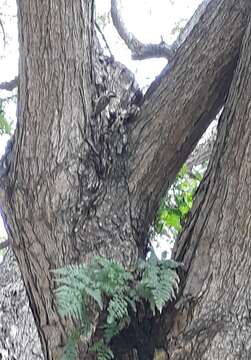 Image of Sunda Pygmy Woodpecker