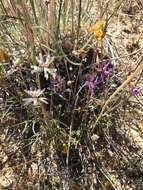 Image de Clarkia xantiana subsp. parviflora (Eastwood) H. Lewis & P. H. Raven