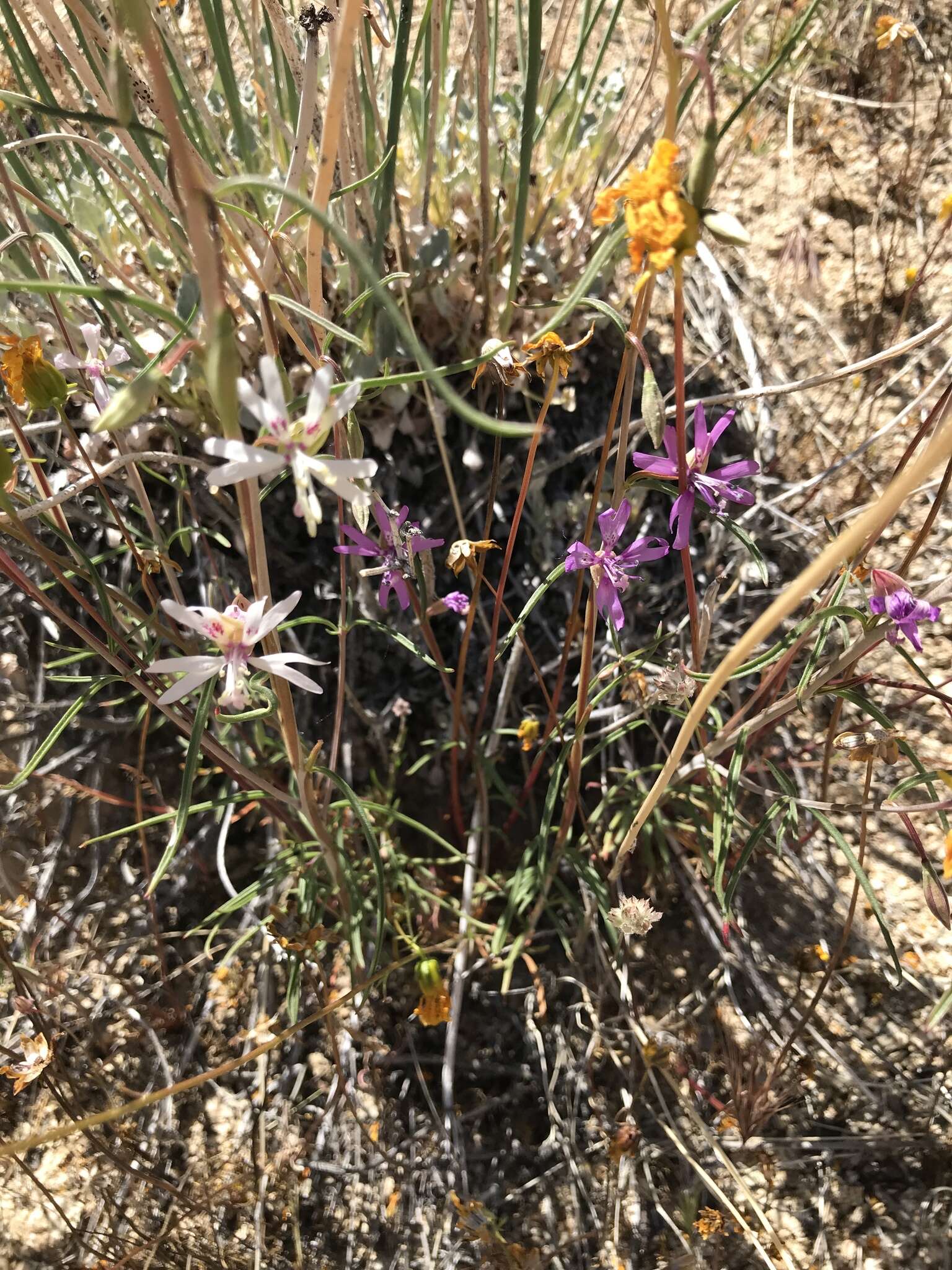 Image of Kern Canyon clarkia