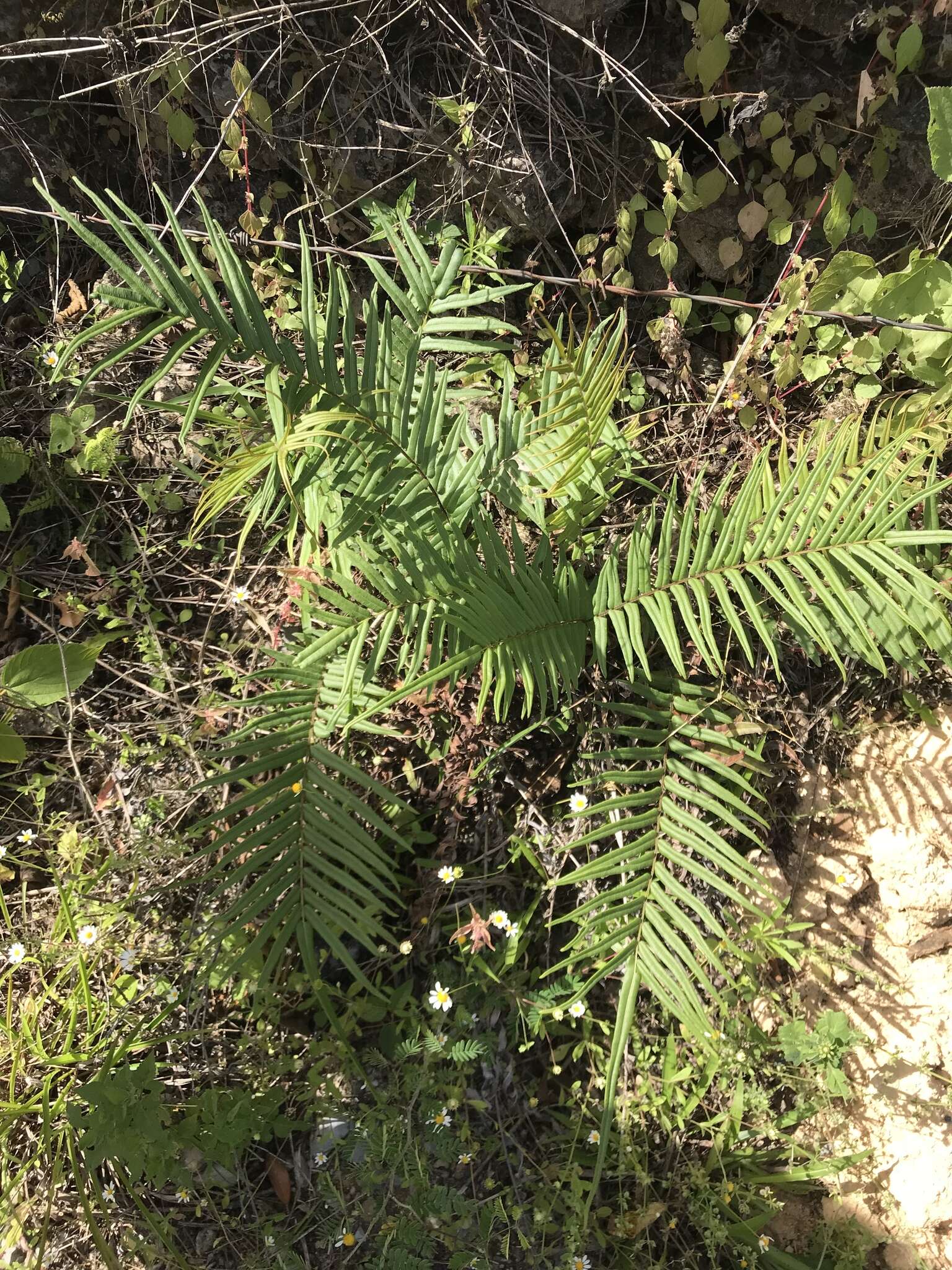 Слика од Pteris vittata L.