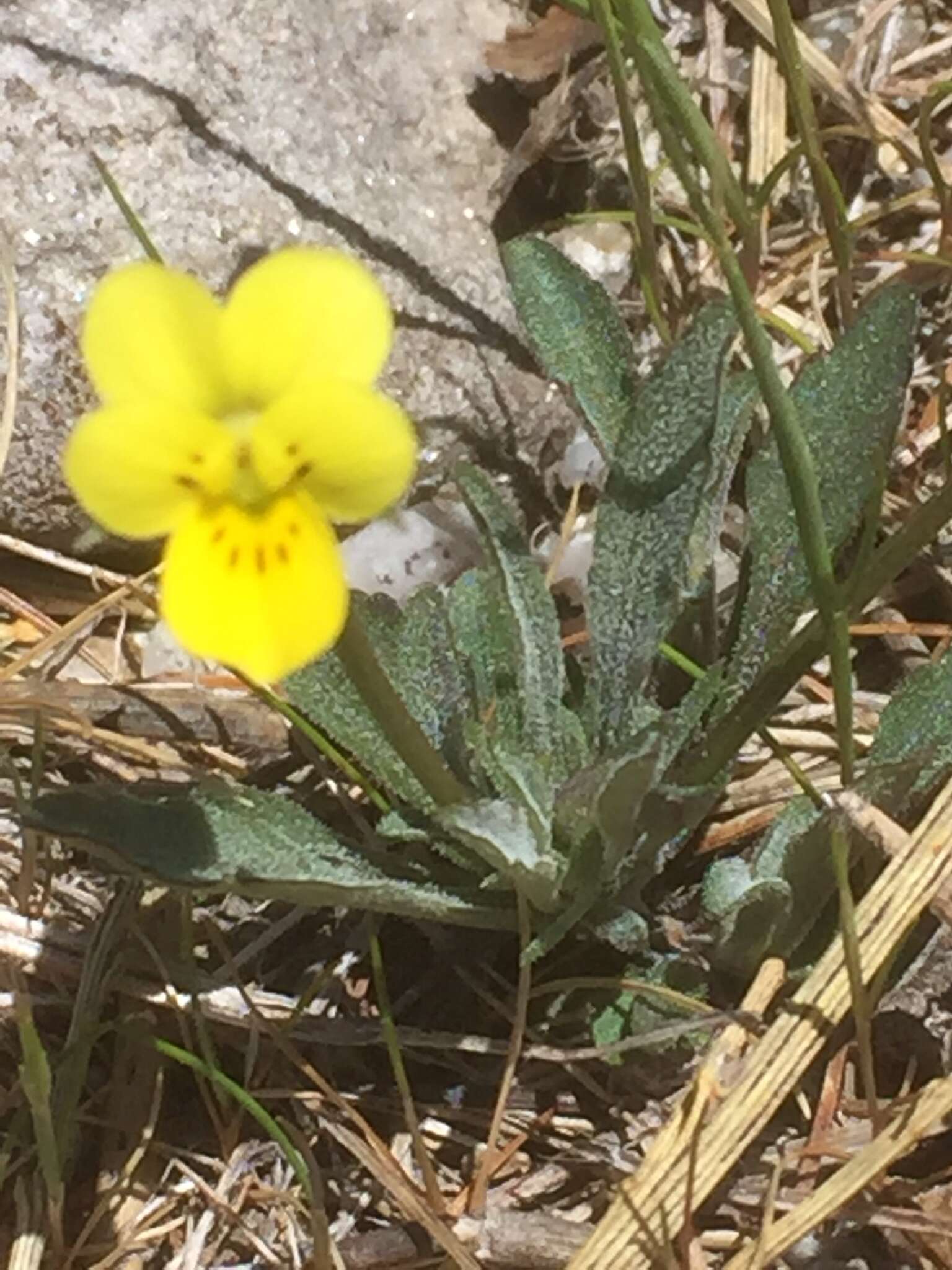 Image of Viola langeana Valentine