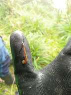 Image of Tiger Leech