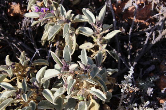 Image of Solanum centrale J. M. Black