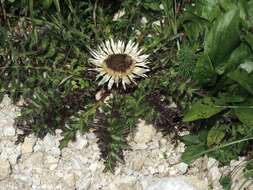 Plancia ëd Carlina acaulis subsp. acaulis