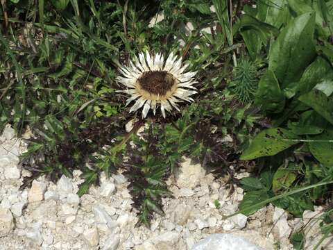 Image of Carlina acaulis subsp. acaulis