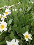 Image of White-Ray Mule's-Ears