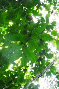 Image of Prunus chiapensis Standl. & L. O. Williams ex A. Molina