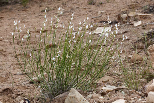 صورة Astragalus rafaelensis M. E. Jones