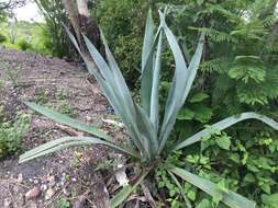 Agave americana var. oaxacensis Gentry resmi