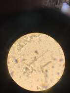 Image of Sclerophora amabilis (Tibell) Tibell