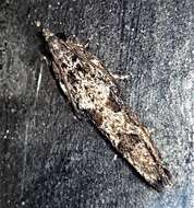 Image of Lantana Flower-Cluster Moth