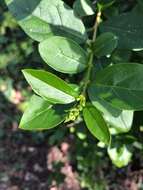 Image of California privet