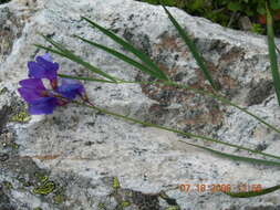 Image of Lathyrus digitatus (M. Bieb.) Fiori