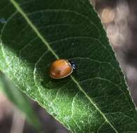 Image of Western Blood-Red Lady Beetle