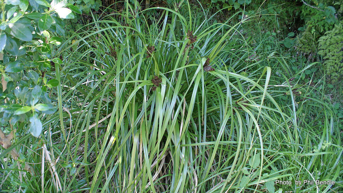 Image of Cyperus ustulatus A. Rich.