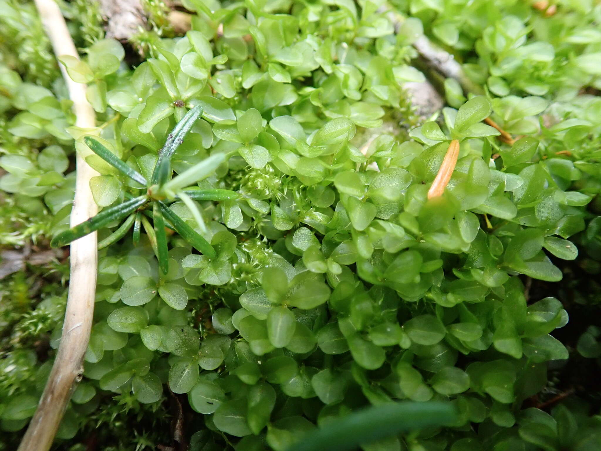 Image of grandleaf rhizomnium moss