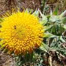 Image of Berkheya glabrata (Thunb.) Fourc.